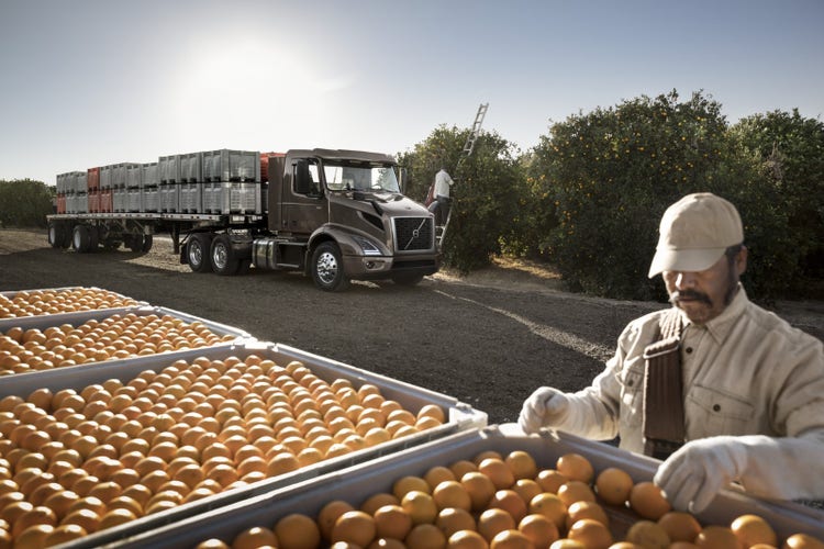 A Volvo VNR truck with a flatbed loaded with crates is parked near an orange orchard. In the foreground, a worker inspects freshly harvested oranges.